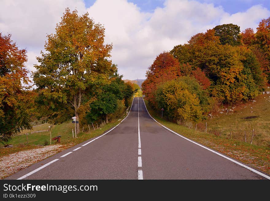 Road, Nature, Leaf, Sky