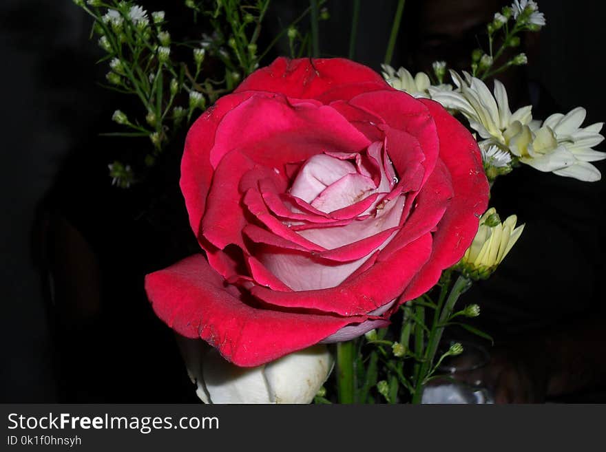 Flower, Rose, Rose Family, Garden Roses