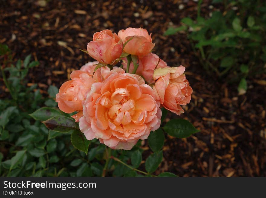 Rose, Flower, Rose Family, Plant