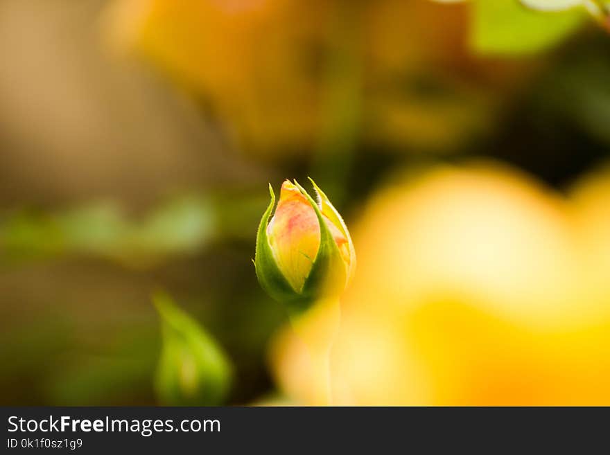 Yellow, Bud, Close Up, Flower