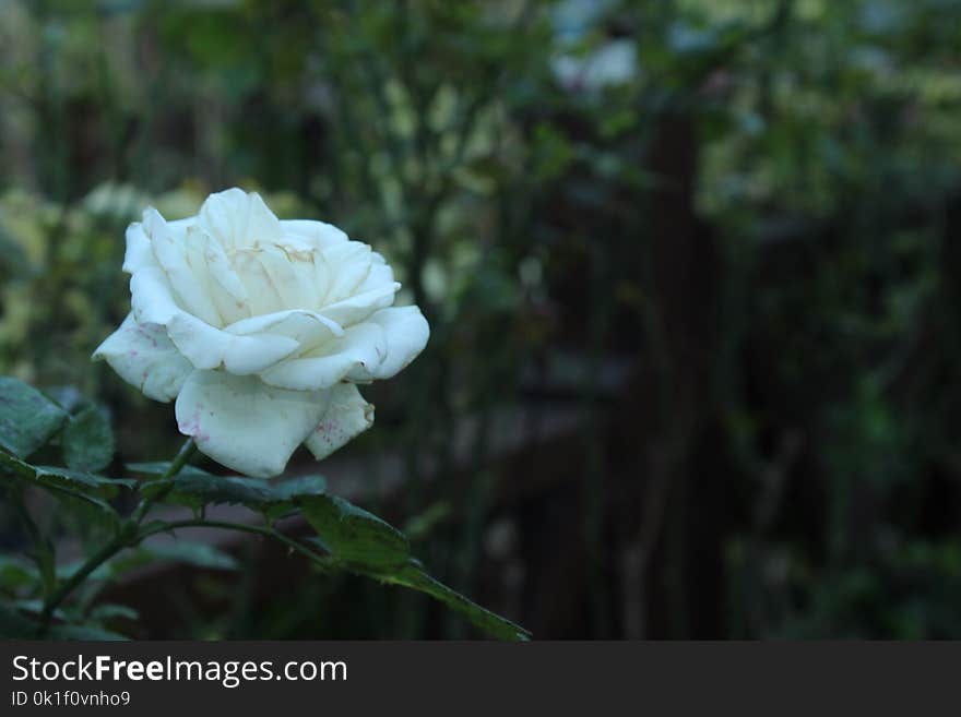 White, Flower, Rose Family, Plant