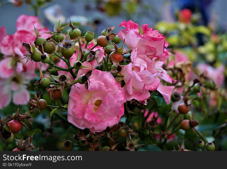 Plant, Pink, Flower, Flowering Plant