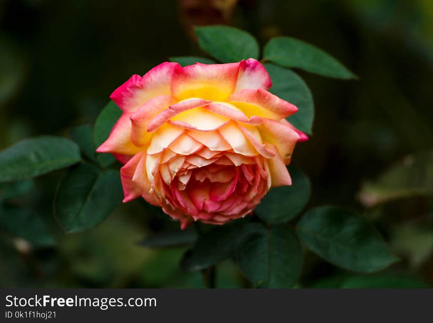 Flower, Rose Family, Plant, Rose