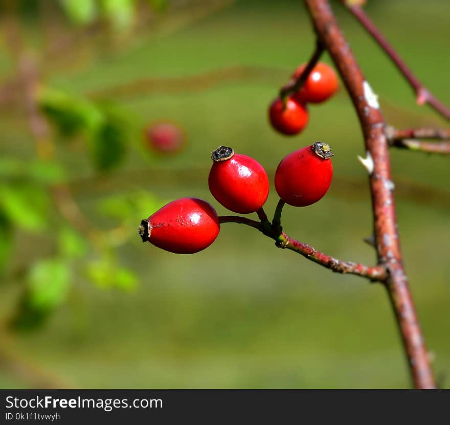 Rose Hip, Berry, Fruit, Close Up