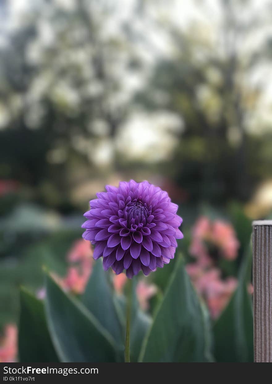 Flower, Purple, Plant, Spring