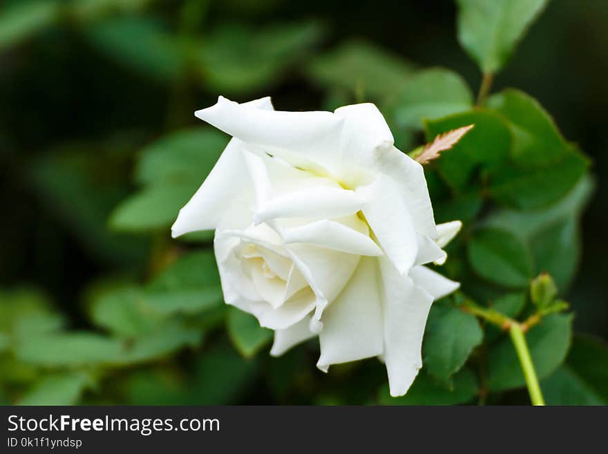 Flower, Rose Family, White, Rose