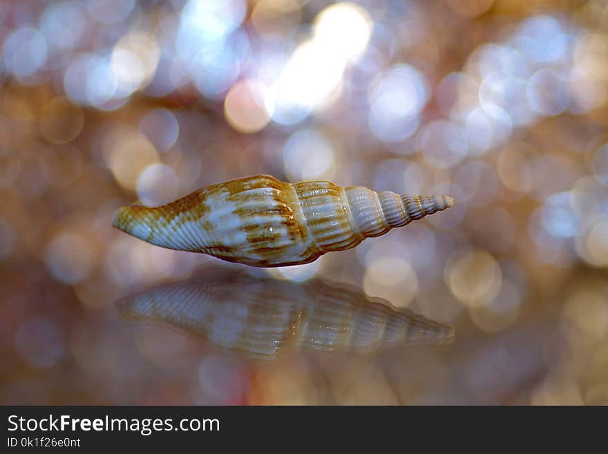 Seashell, Close Up, Macro Photography, Fauna