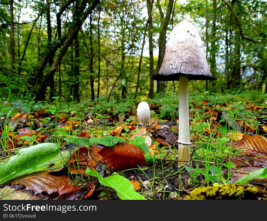 Ecosystem, Leaf, Fungus, Vegetation