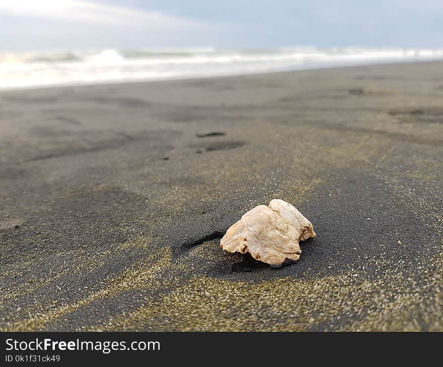 Sea, Seashell, Sand, Shore