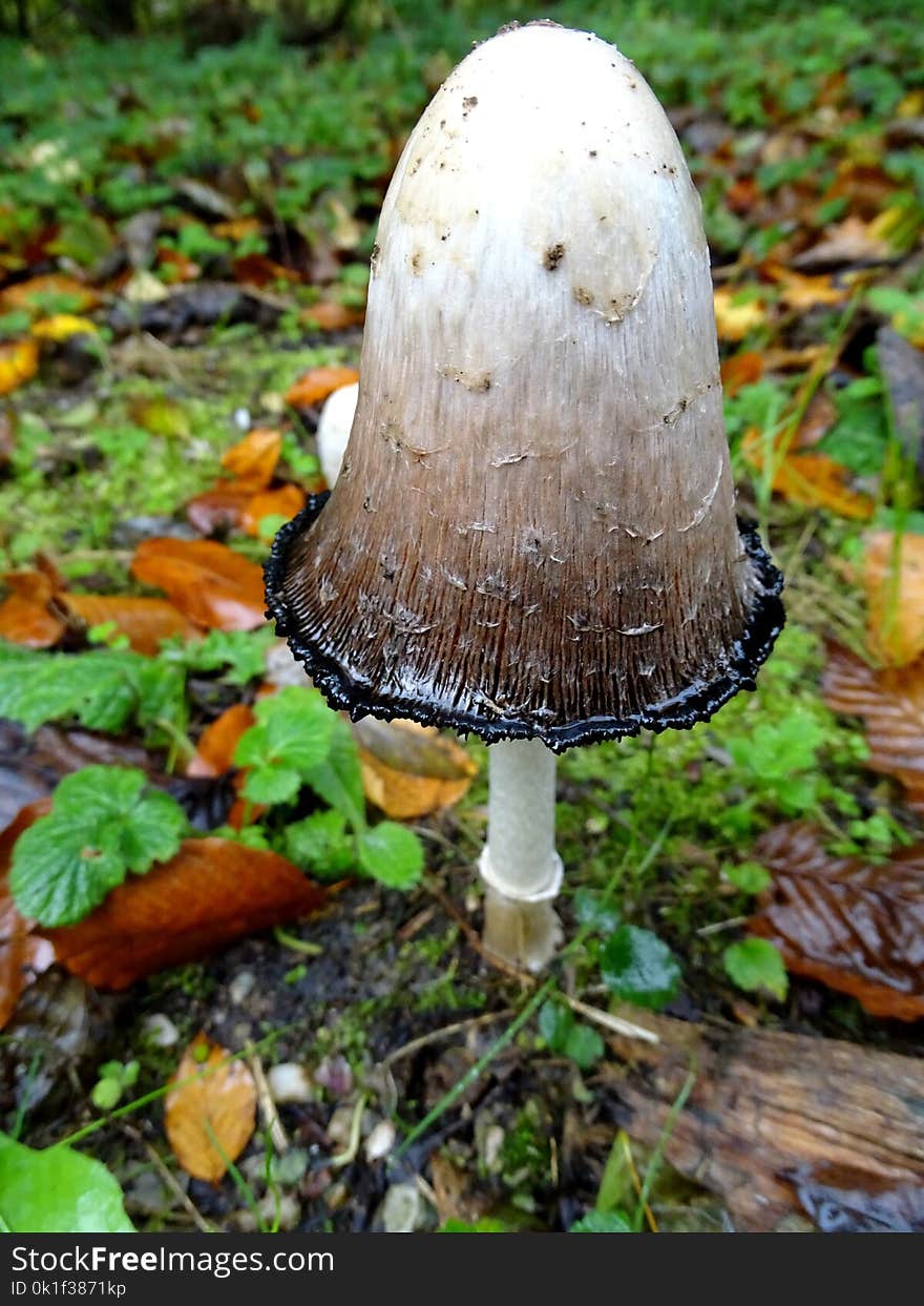 Mushroom, Fungus, Penny Bun, Edible Mushroom