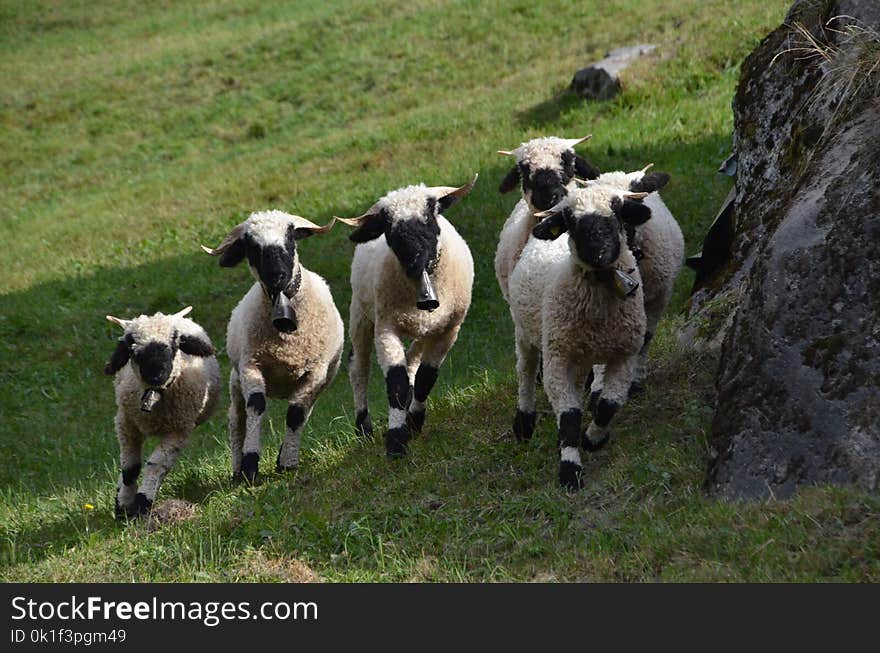 Sheep, Pasture, Herd, Cow Goat Family