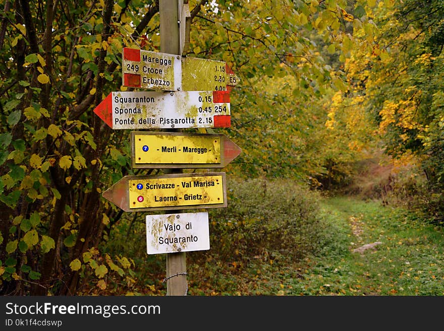 Nature, Nature Reserve, Yellow, Leaf