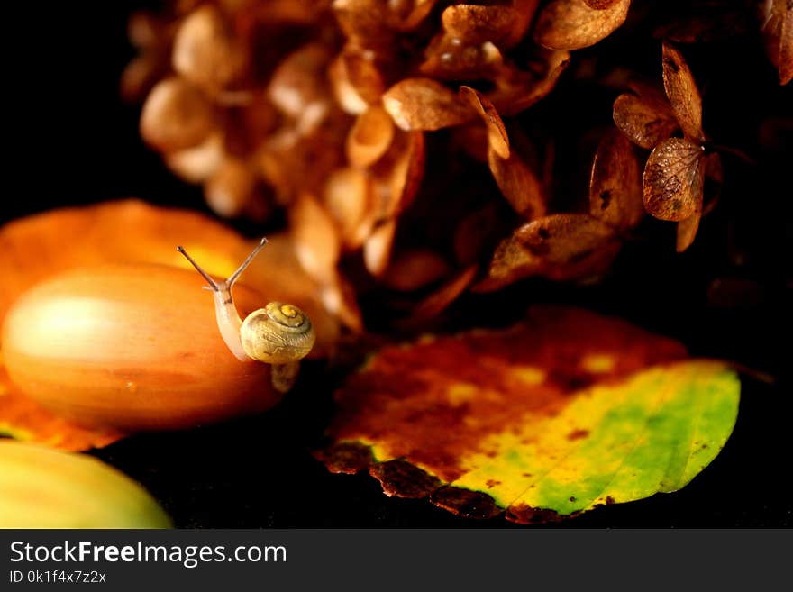 Close Up, Still Life Photography, Macro Photography, Membrane Winged Insect