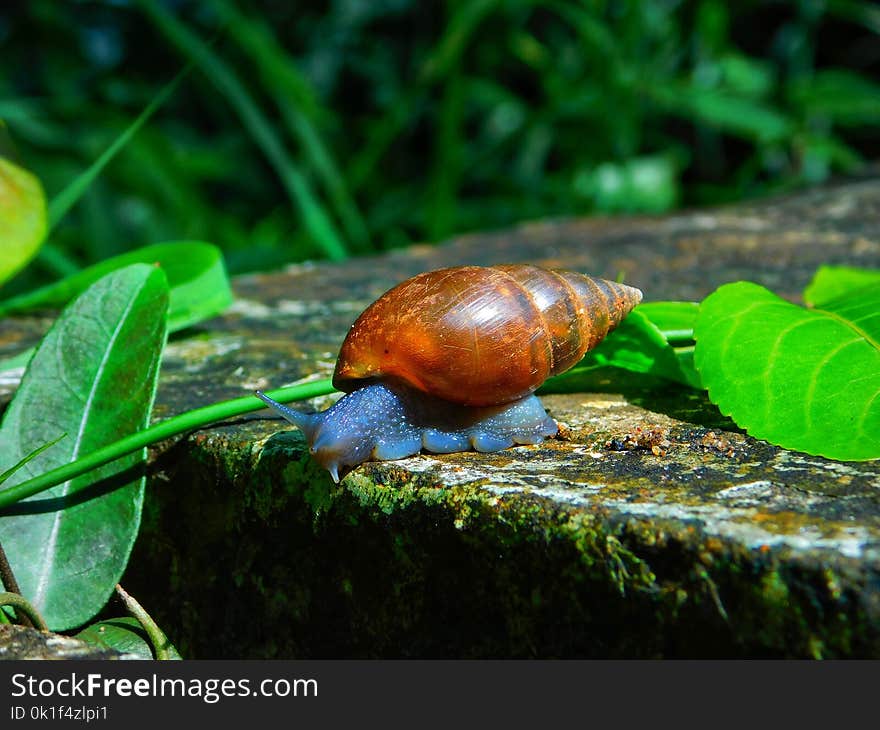 Snails And Slugs, Snail, Molluscs, Terrestrial Animal