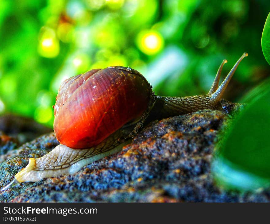 Snails And Slugs, Snail, Molluscs, Close Up