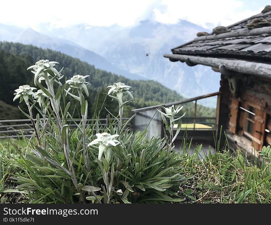 Plant, Flora, Flower, Mountain