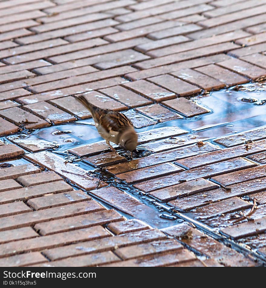 Fauna, Wood, Roof, Outdoor Structure