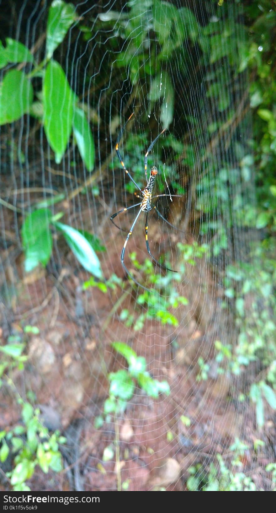 Vegetation, Ecosystem, Fauna, Jungle