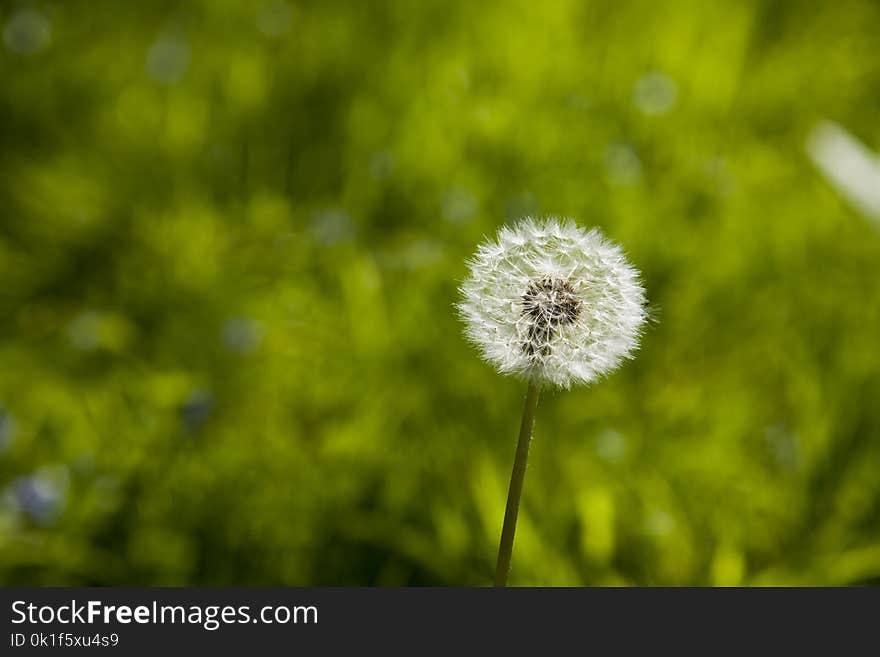 Flower, Dandelion, Close Up, Flora