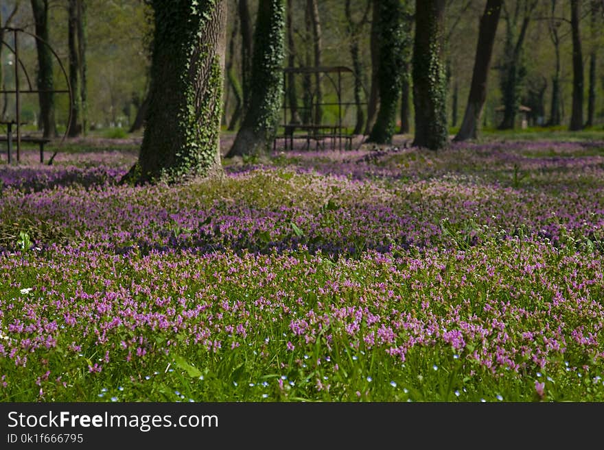 Flower, Woodland, Ecosystem, Plant