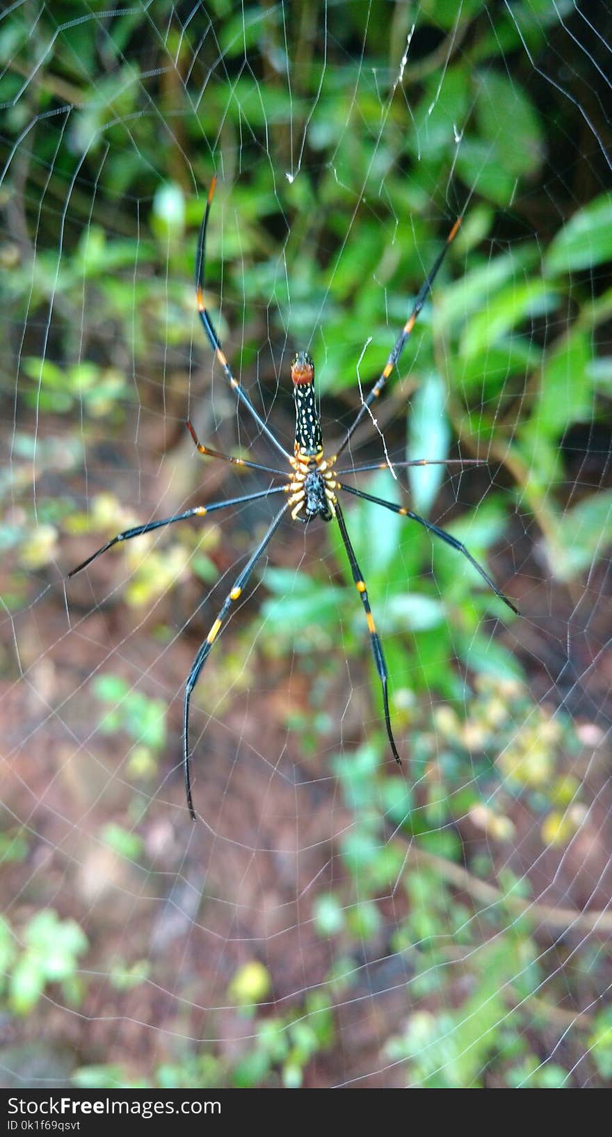 Spider, Invertebrate, Ecosystem, Arachnid