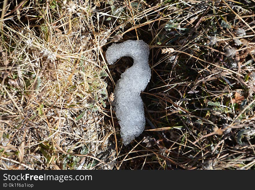 Fauna, Grass, Terrestrial Animal