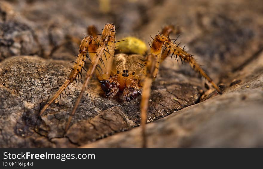 Insect, Invertebrate, Spider, Macro Photography