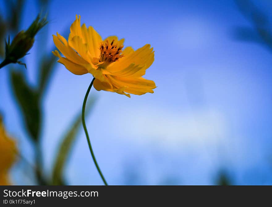 Flower, Yellow, Flora, Wildflower