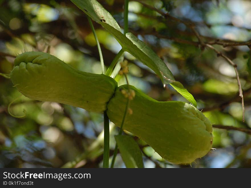 Leaf, Vegetation, Plant, Branch