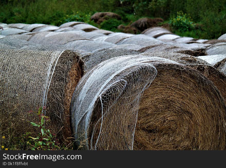 Grass, Water, Grass Family, Wood