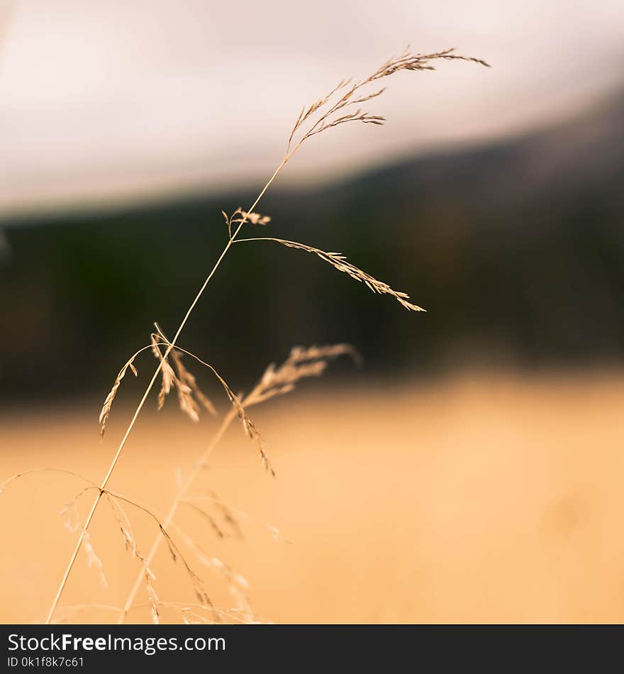 Close Up, Insect, Grass Family, Macro Photography