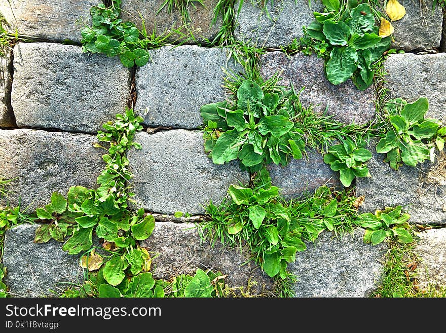 Plant, Leaf, Flora, Herb