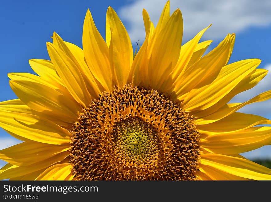 Sunflower, Flower, Yellow, Sky