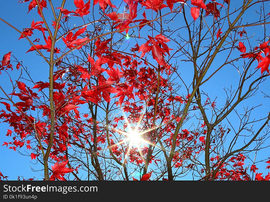 Red, Sky, Branch, Flora