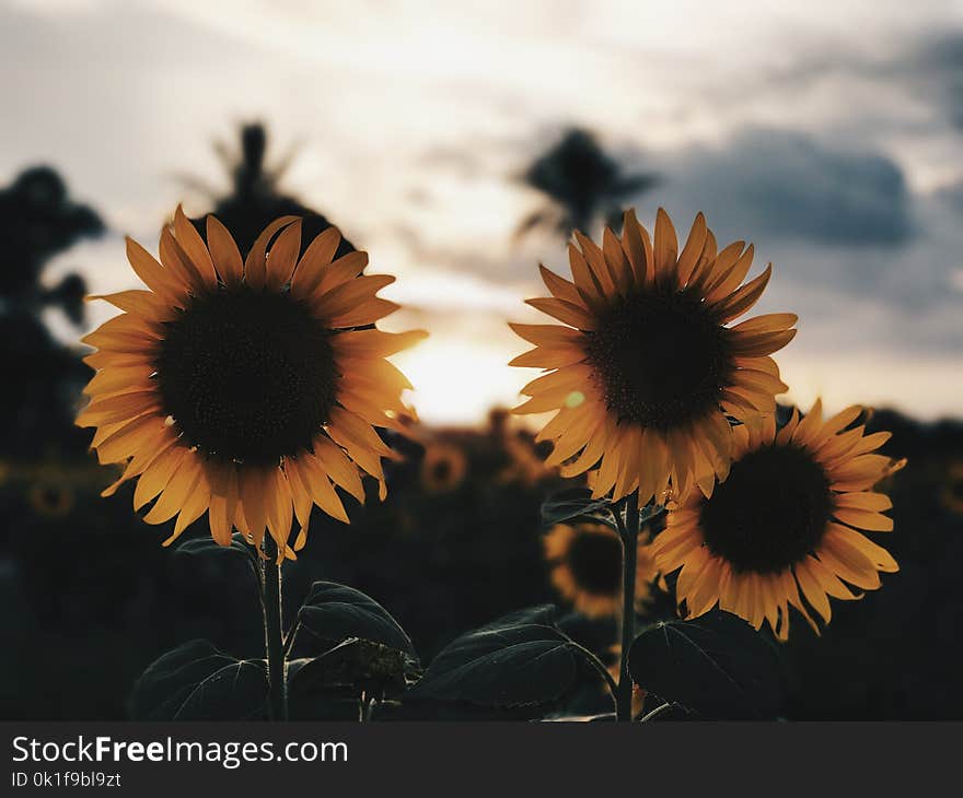 Flower, Sunflower, Yellow, Flowering Plant