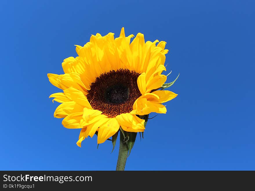 Flower, Sunflower, Yellow, Sky