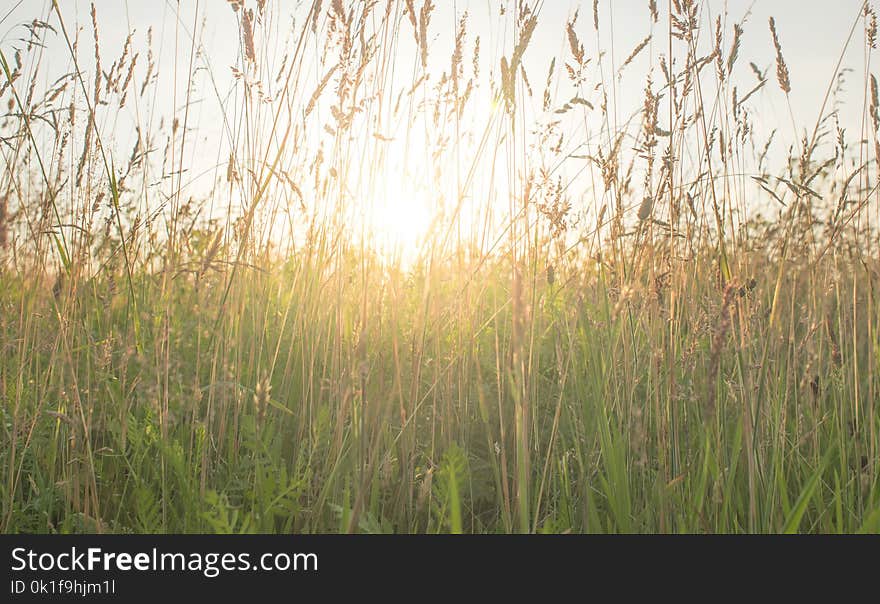 Grass, Ecosystem, Phragmites, Prairie