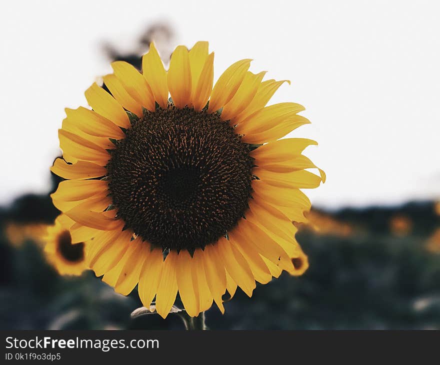 Flower, Sunflower, Yellow, Sunflower Seed