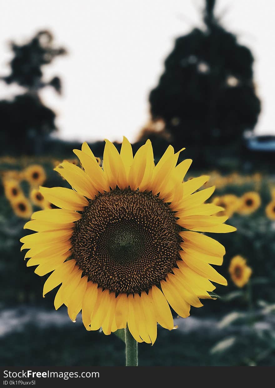 Sunflower, Flower, Yellow, Sunflower Seed