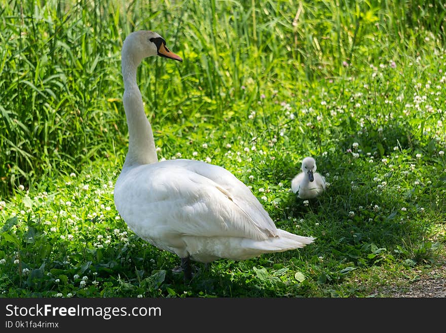 Bird, Water Bird, Ecosystem, Fauna