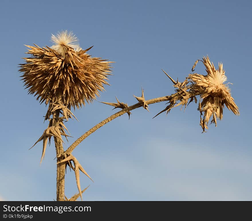 Sky, Grass Family, Phragmites, Plant