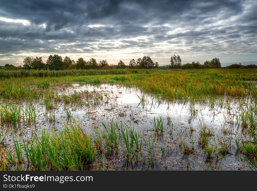 Marsh, Wetland, Reflection, Sky