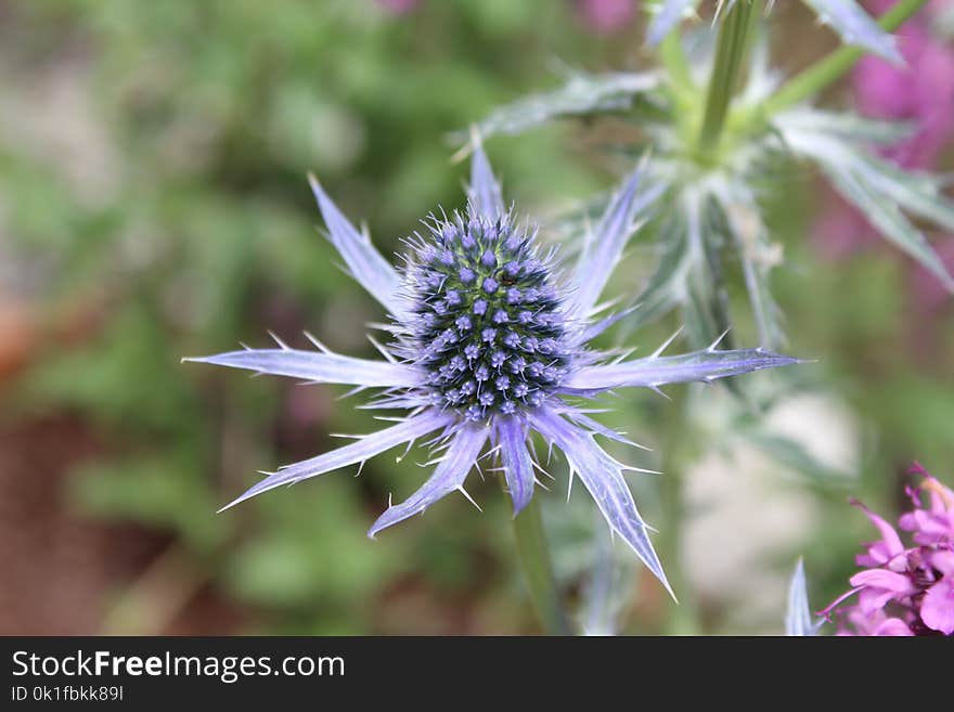 Flower, Plant, Flora, Thistle