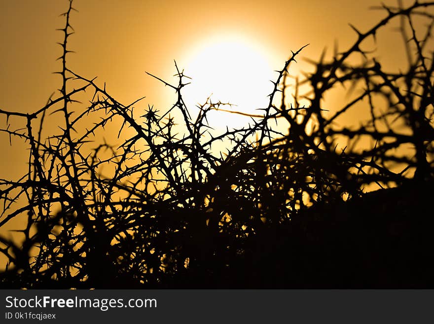 Sky, Branch, Sun, Tree