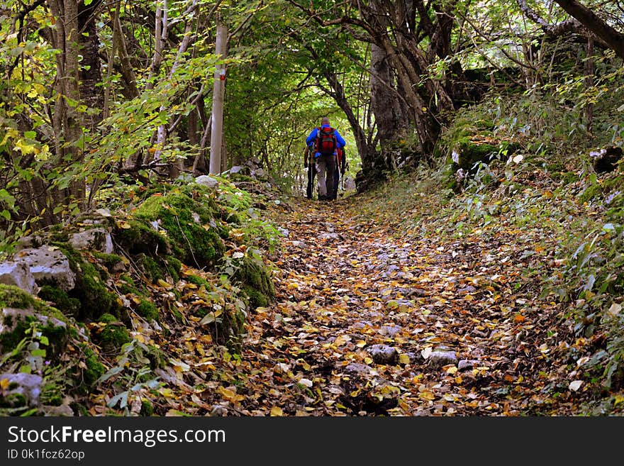 Path, Woodland, Leaf, Ecosystem