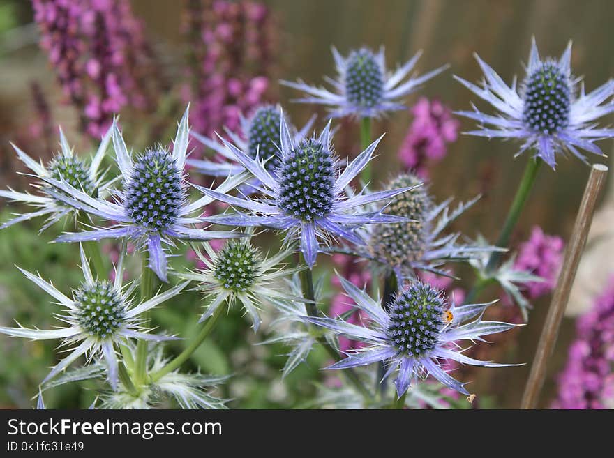 Plant, Flora, Flower, Thistle