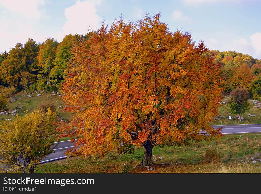 Nature, Tree, Autumn, Woody Plant