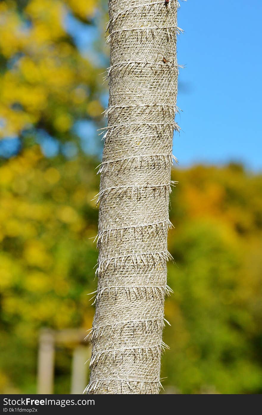 Tree, Flora, Leaf, Trunk