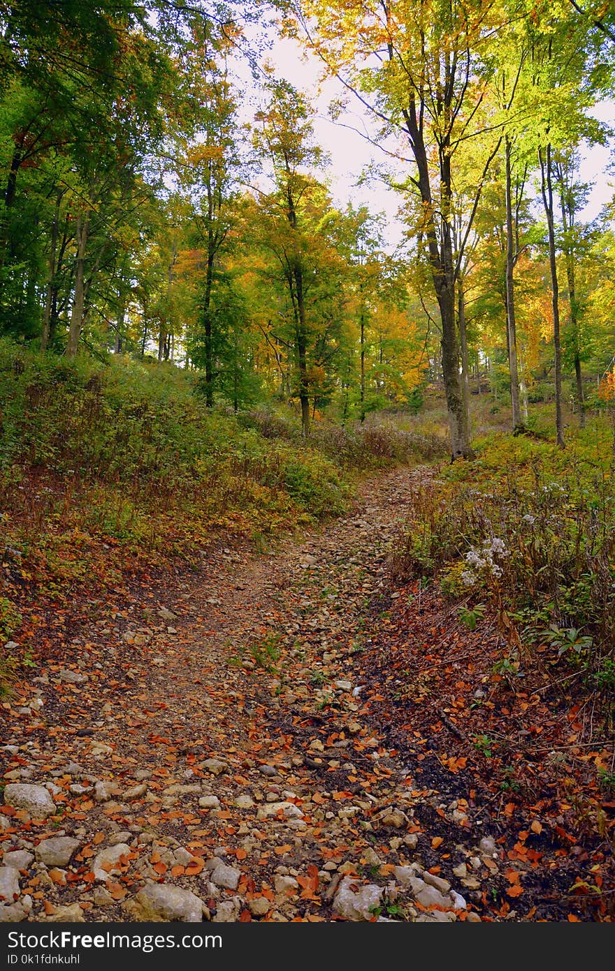 Leaf, Nature, Woodland, Path