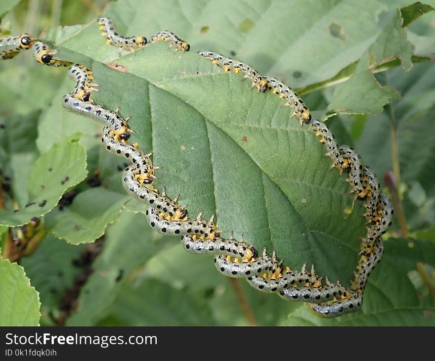 Caterpillar, Leaf, Larva, Organism